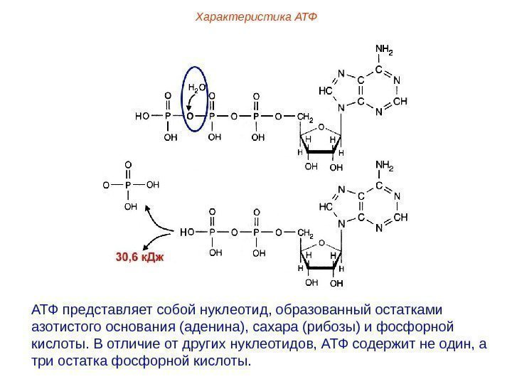 Характеристика АТФ представляет собой нуклеотид, образованный остатками азотистого основания (аденина), сахара (рибозы) и фосфорной