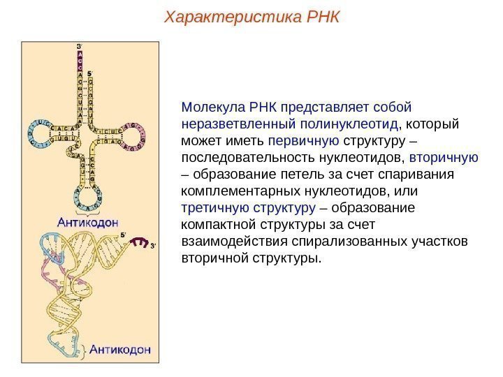 Характеристика РНК Молекула РНК представляет собой неразветвленный полинуклеотид , который может иметь первичную структуру