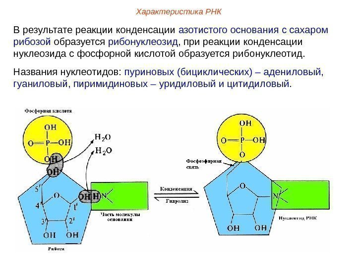 В результате реакции конденсации азотистого основания с сахаром рибозой образуется рибонуклеозид , при реакции