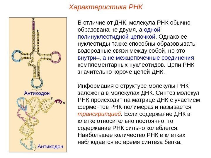 Характеристика РНК В отличие от ДНК, молекула РНК обычно образована не двумя, а одной