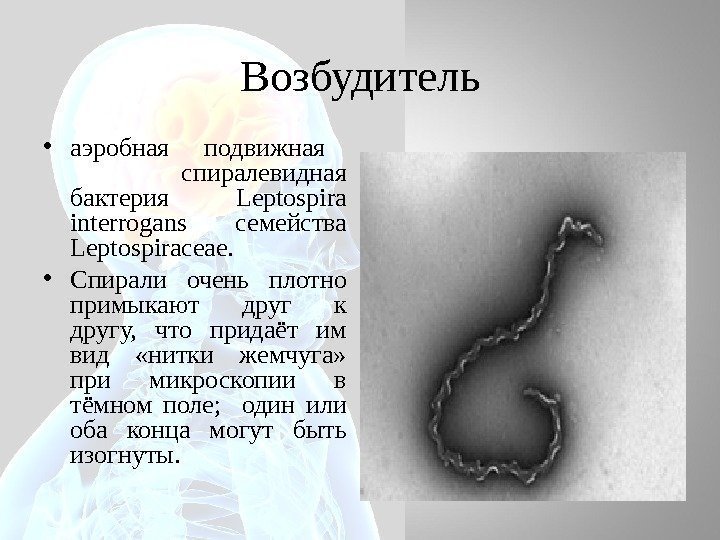 Возбудитель • аэробная подвижная   спиралевидная бактерия  Leptospira interrogans семейства Leptospiraceae. 