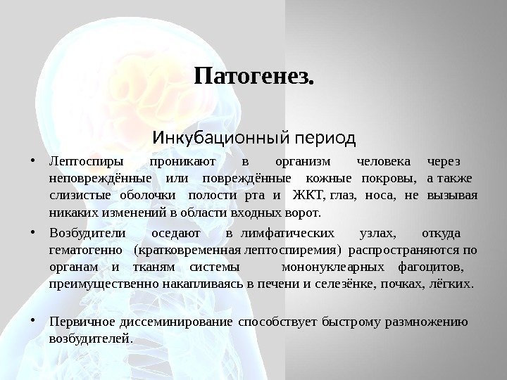 Патогенез. Инкубационный период • Лептоспиры проникают в организм человека  через неповреждённые или повреждённые