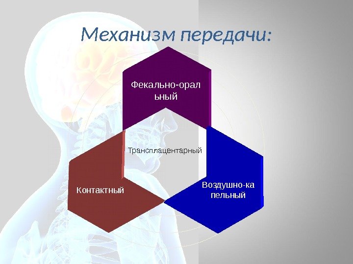 Механизм передачи: Трансплацентарный Фекально-орал ьный Контактный Воздушно-ка пельный 