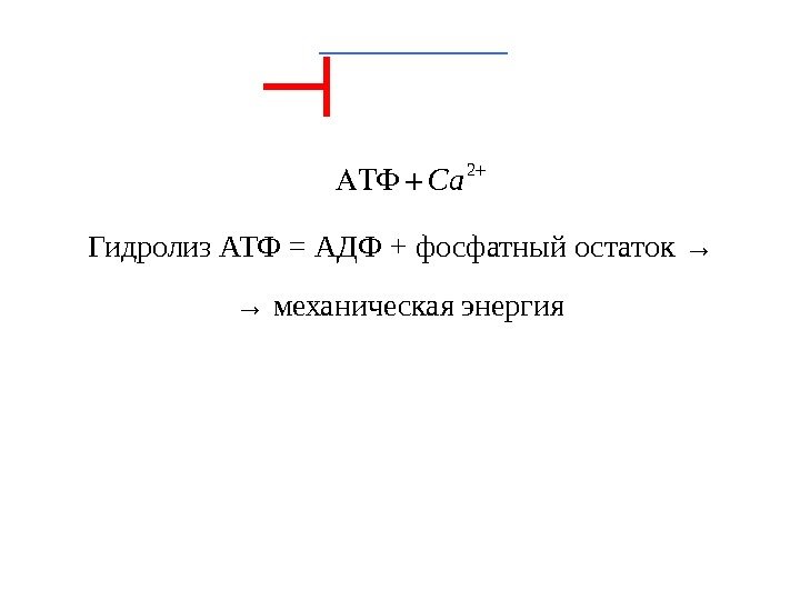 Гидролиз АТФ = АДФ + фосфатный остаток → 2 Ca  → механическая энергия