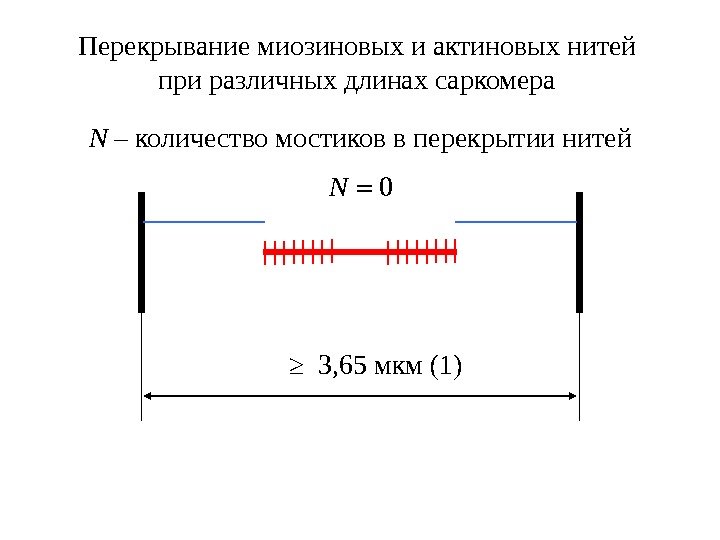 Перекрывание миозиновых и актиновых нитей при различных длинах саркомера N – количество мостиков в