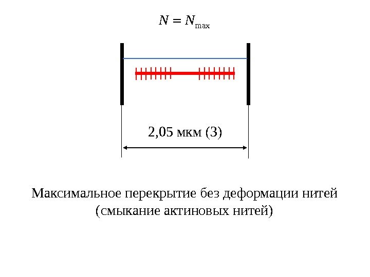 max. N N 2, 05 мкм (3) Максимальное перекрытие без деформации нитей (смыкание актиновых