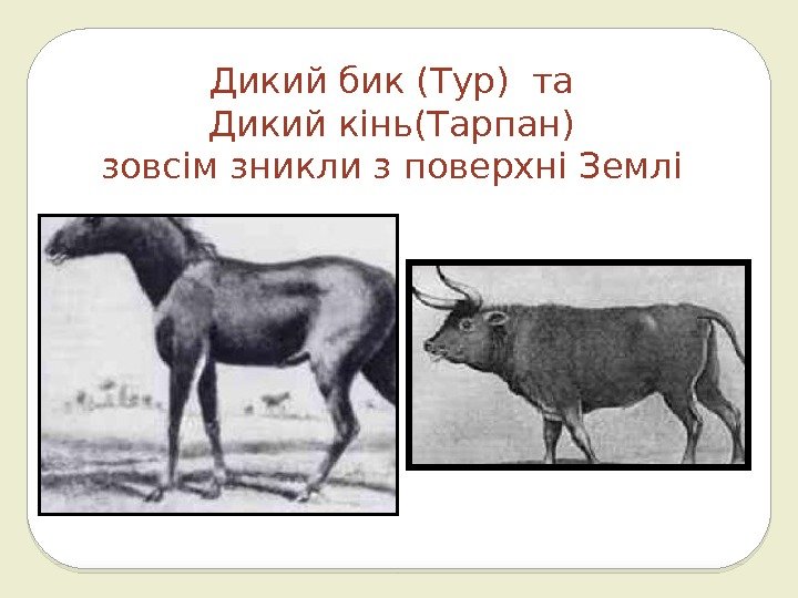 Дикий бик (Тур) та Дикий кінь(Тарпан) зовсім зникли з поверхні Землі 