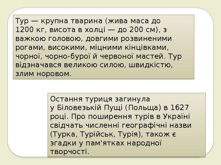 Тур— крупна тварина (жива маса до 1200 кг, висота вхолці— до 200 см), з