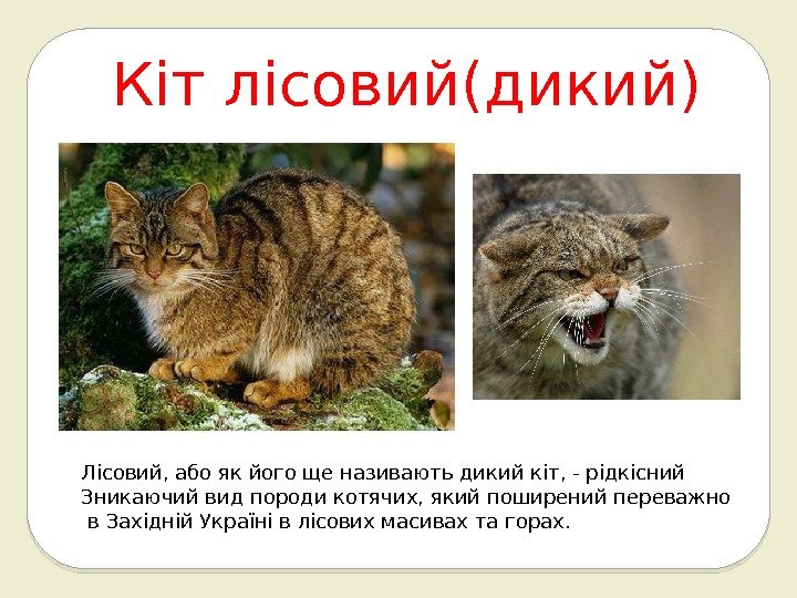 Кіт лісовий(дикий) Лісовий, або як його ще називають дикий кіт, - рідкісний Зникаючий вид