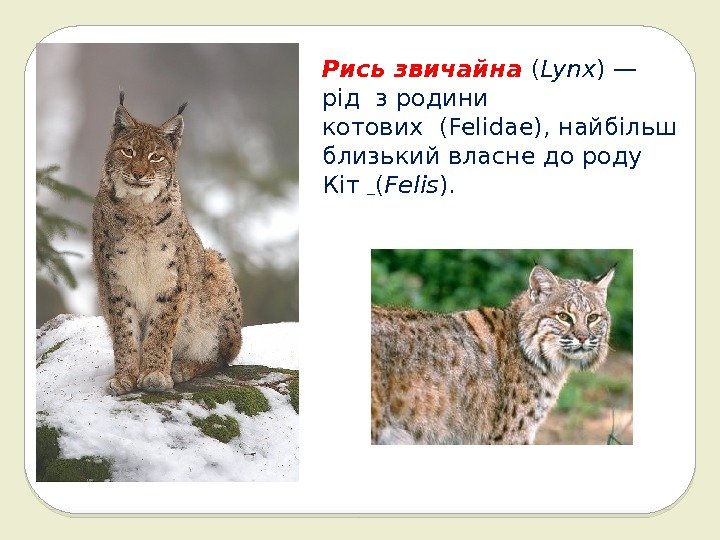 Рисьзвичайна ( Lynx )— рідз родини котових(Felidae), найбільш близький власне до роду Кіт 