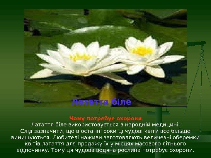 Чому потребує охорони Латаття біле використовується в народній медицині. Слід зазначити, що в останні