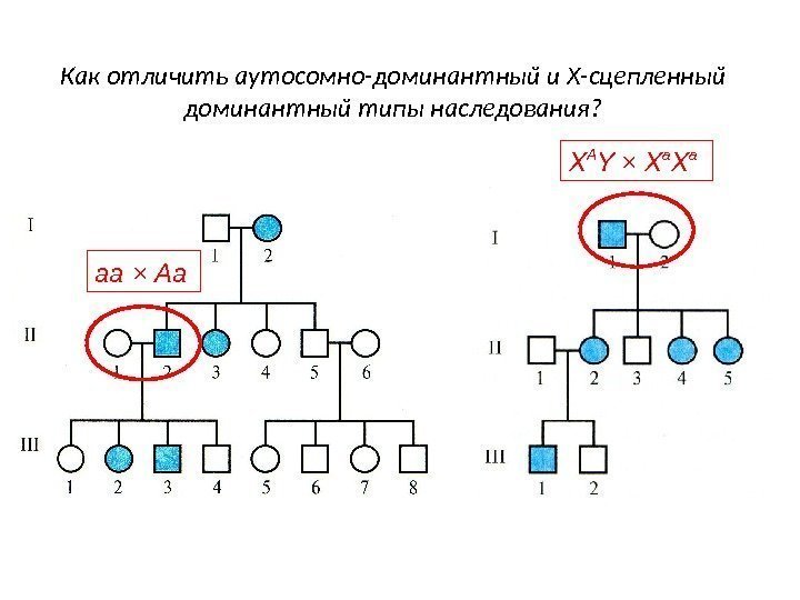 Аутосомно доминантный тип наследования презентация