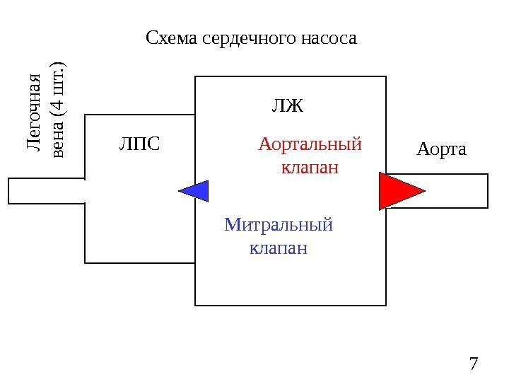 7 Схема сердечного насоса ЛЖ ЛПС Митральный клапан Аорта. Л е г о ч