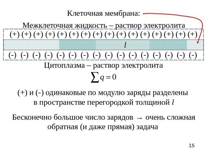 15 Клеточная мембрана: Межклеточная жидкость – раствор электролита Цитоплазма – раствор электролита(+) (+) (+)