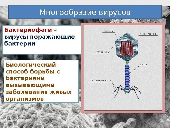 Многообразие вирусов Бактериофаги – вирусы поражающие бактерии Биологический способ борьбы с бактериями вызывающими заболевания