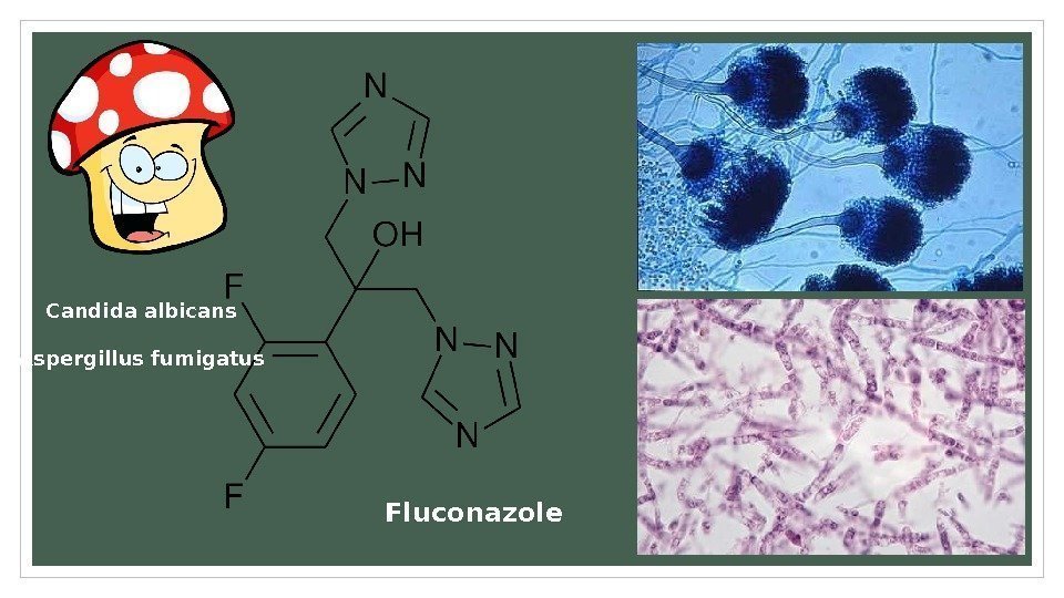 Fluconazole. Candida albicans Aspergillus fumigatus 