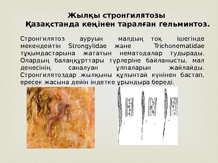  Стронгилятоз  ауруын  малдың тоқ  ішегінде мекендейтін Strongylidae және Trichonematidae тұқымдастарына