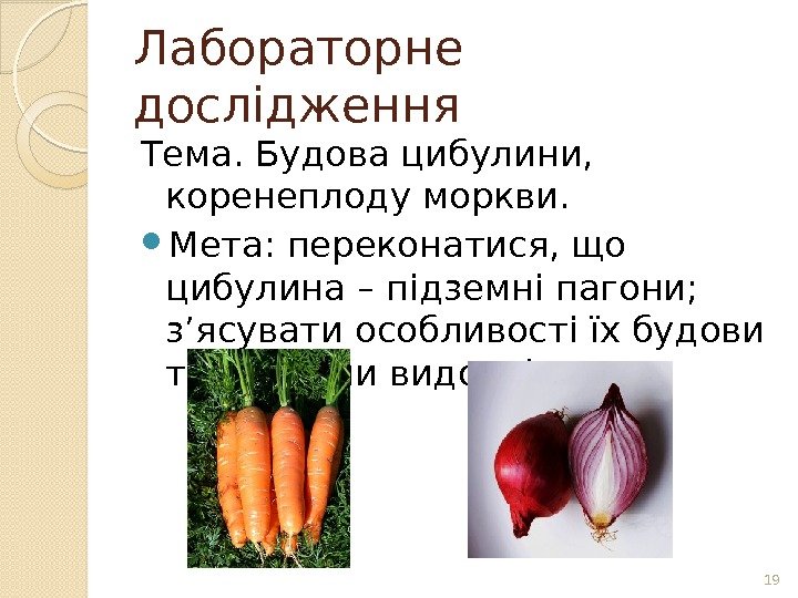 Лабораторне дослідження Тема. Будова цибулини,  коренеплоду моркви.  Мета: переконатися, що цибулина –