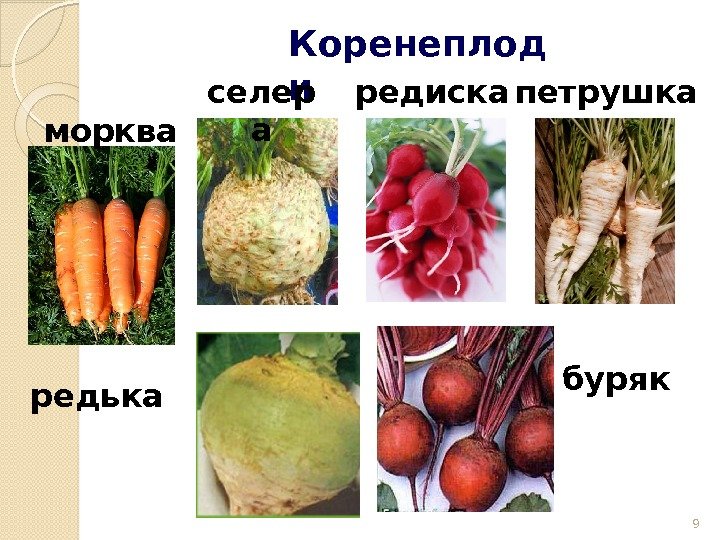 9 Коренеплод и морква редиска петрушка бурякселер а редька  