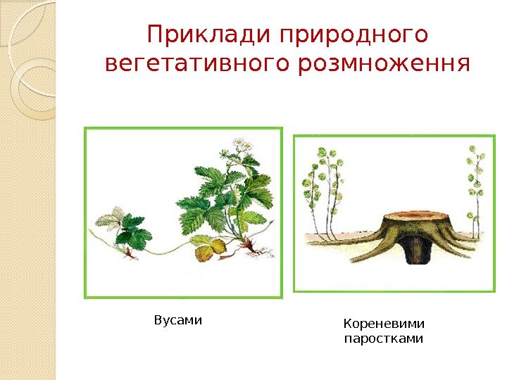 Приклади природного вегетативного розмноження Вусами Кореневими паростками  