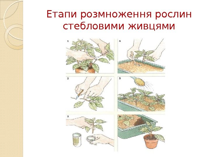Етапи розмноження рослин стебловими живцями  