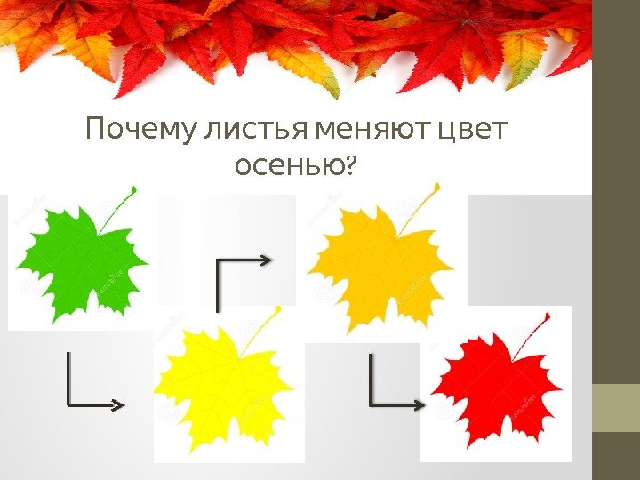   Почему листья меняют цвет ? осенью  