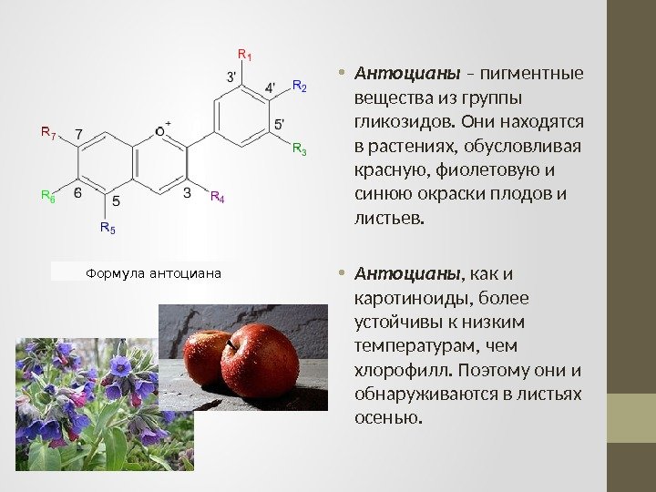  • Антоцианы – пигментные вещества из группы гликозидов. Они находятся в растениях, обусловливая