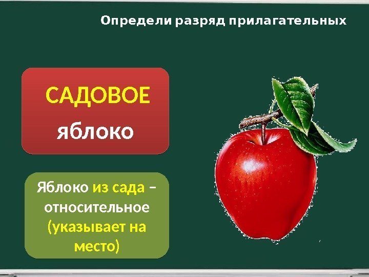  САДОВОЕ яблоко Яблоко из сада – относительное (указывает на место)  Определи разряд