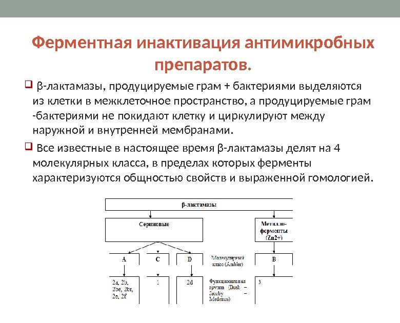   β-лактамазы, продуцируемые грам + бактериями выделяются из клетки в межклеточное пространство, а