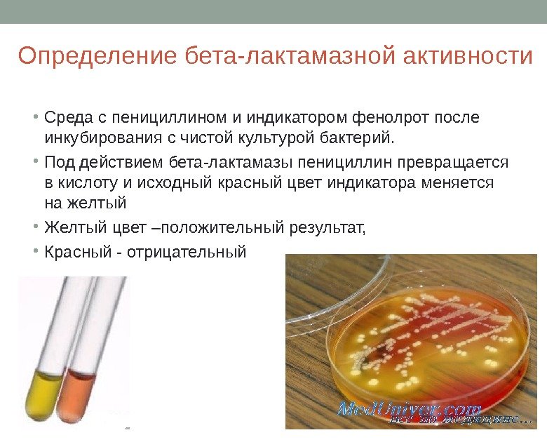 Определение бета-лактамазной активности • Среда с пенициллином и индикатором фенолрот после инкубирования с чистой