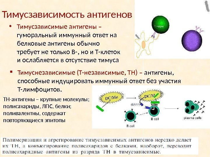 Тимусзависимость антигенов • Тимусзависимые антигены – гуморальный иммунный ответ на белковые антигены обычно требует