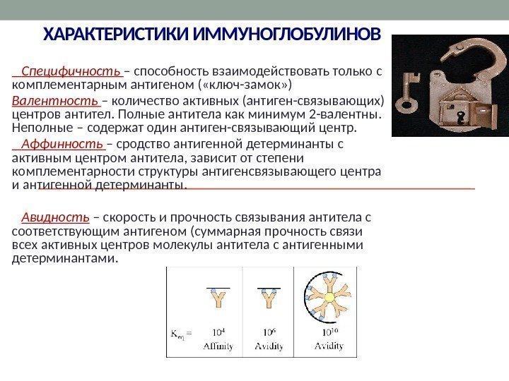 ХАРАКТЕРИСТИКИ ИММУНОГЛОБУЛИНОВ  Специфичность  – способность взаимодействовать только с комплементарным антигеном ( «ключ-замок»