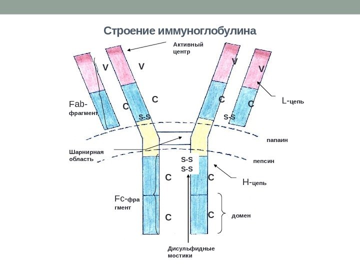 Строение иммуноглобулина папаин пепсин. S-SS-S домен. Fc- фра гмент. Fab- фрагмент Дисульфидные мостики СС