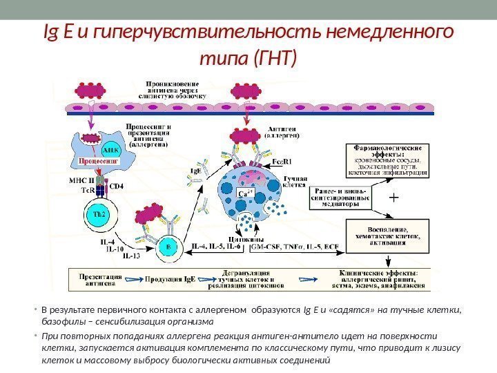 Ig E и гиперчувствительность немедленного типа (ГНТ) • В результате первичного контакта с аллергеном