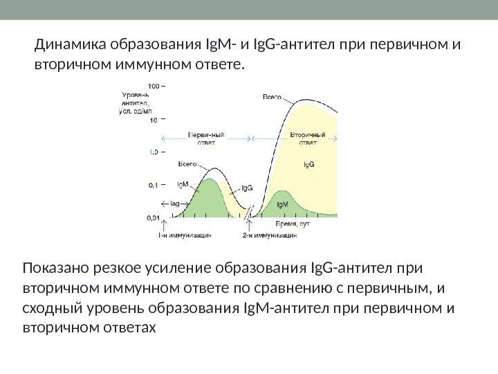 Динамика образования Ig. M- и Ig. G-антител при первичном и вторичном иммунном ответе. 