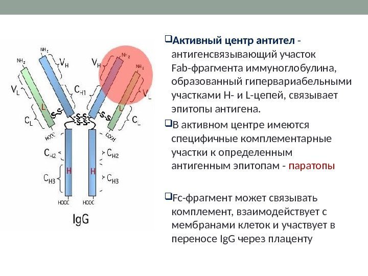  Активный центр антител - антигенсвязывающий участок Fab-фрагмента иммуноглобулина,  образованный гипервариабельными участками Н-
