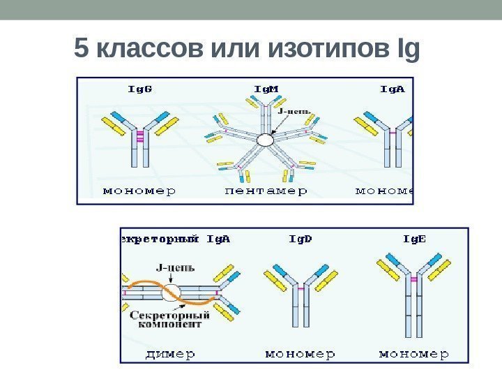 5 классов или изотипов Ig 