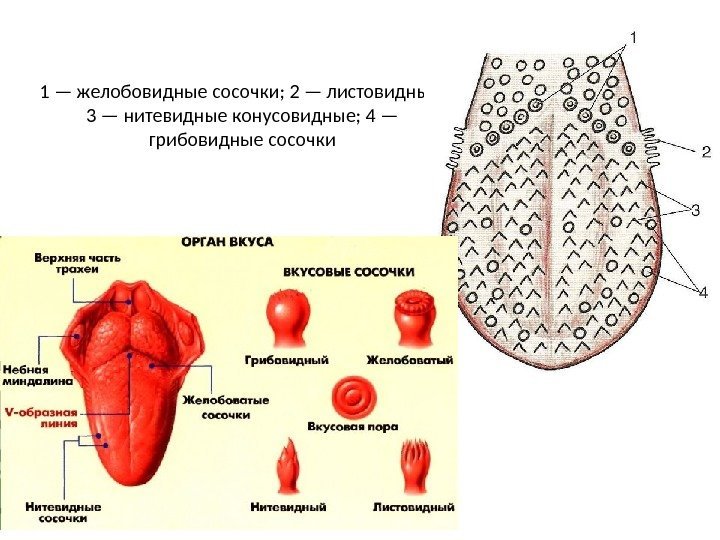 1 — желобовидные сосочки; 2 — листовидные;  3 — нитевидные конусовидные; 4 —