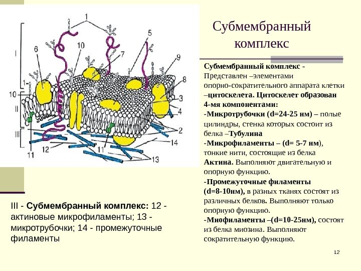 Субмембранный комплекс 12 Субмембранный комплекс - Представлен –элементами опорно-сократительного аппарата клетки – цитоскелета. Цитоскелет