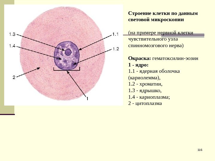 116 Строение клетки по данным световой микроскопии (на примере нервной клетки чувствительного узла спинномозгового
