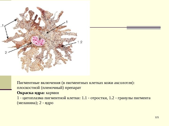 121 Пигментные включения (в пигментных клетках кожи аксолотля): плоскостной (пленочный) препарат Окраска ядра: 