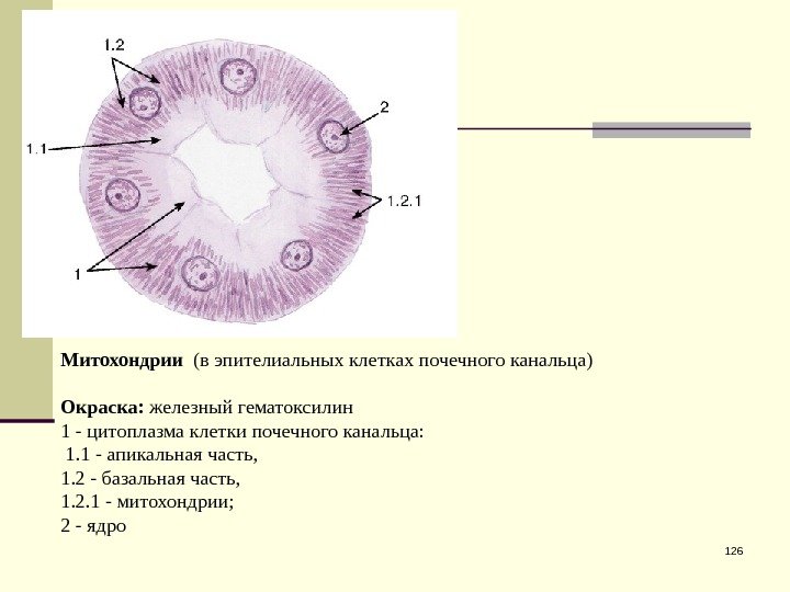 126 Митохондрии  (в эпителиальных клетках почечного канальца) Окраска:  железный гематоксилин 1 -