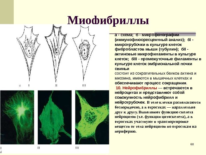 Миофибриллы 60 а - схема;  б - микрофотографии (иммунофлюоресцентный анализ);  б. I