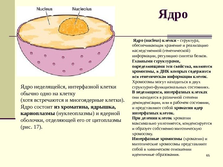 Ядро 65 Ядро (nucleus) клетки - структура,  обеспечивающая хранение и реализацию наследственной (генетической)