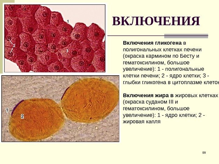 ВКЛЮЧЕНИЯ 89 Включения гликогена в полигональных клетках печени (окраска кармином по Бесту и гематоксилином,