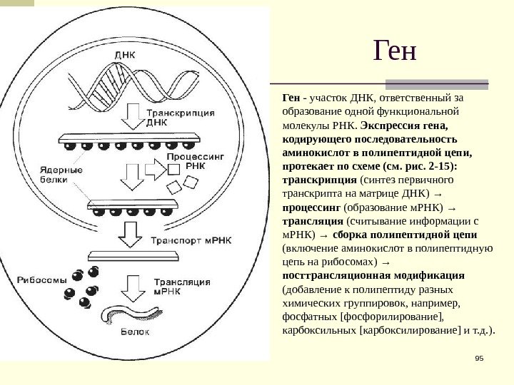Ген 95 Ген - участок ДНК, ответственный за образование одной функциональной молекулы РНК. 