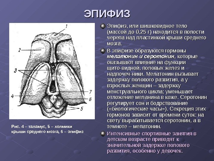 ЭПИФИЗ Эпифиз, или шишковидное тело (массой до 0, 25 г) находится в полости черепа