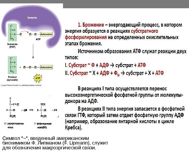 Символ ~, введенный американским биохимиком Ф. Липманом (F. Lipmann), служит для обозначения макроэргической связи.