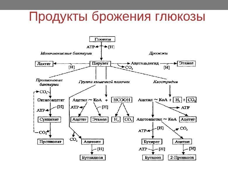 Продукты брожения глюкозы 