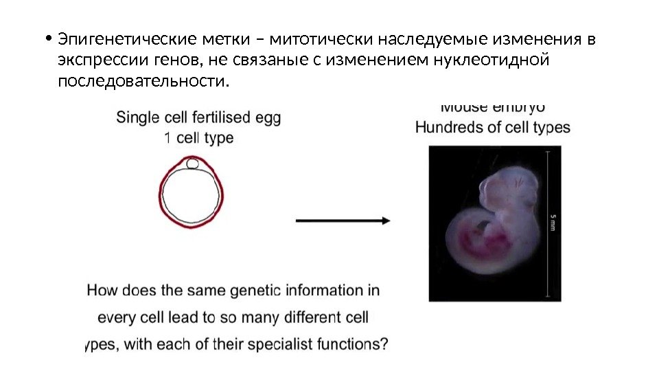  • Эпигенетические метки – митотически наследуемые изменения в экспрессии генов, не связаные с